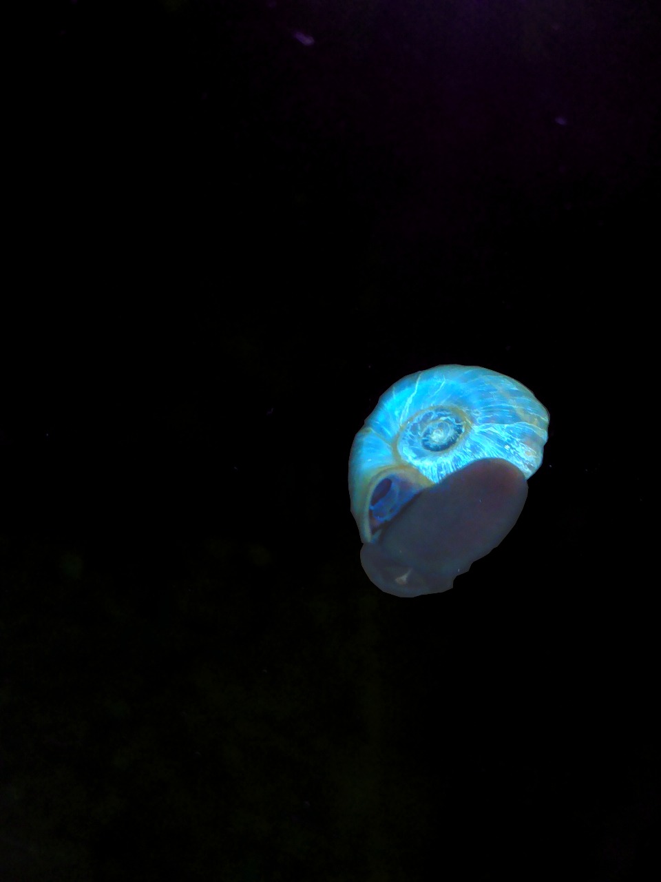 Okružák kanadský modrý